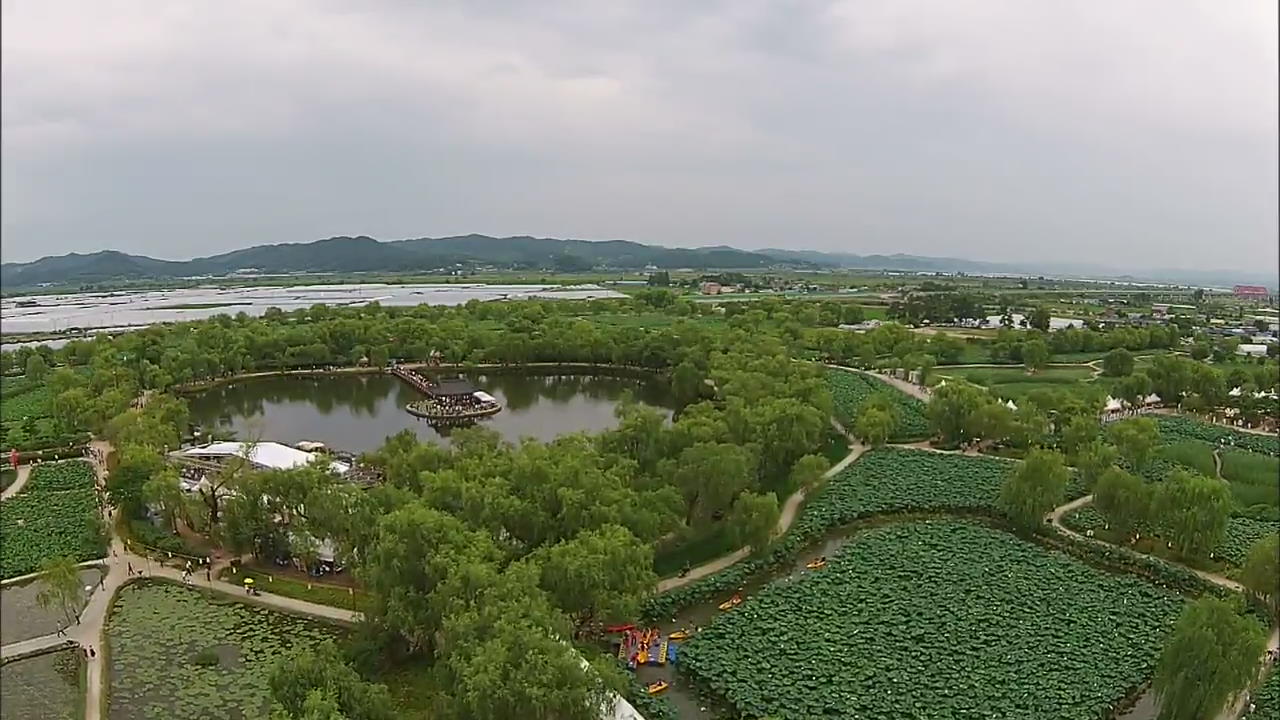 [Korea Snapshot] Gungnamji Lake Lotus Flower