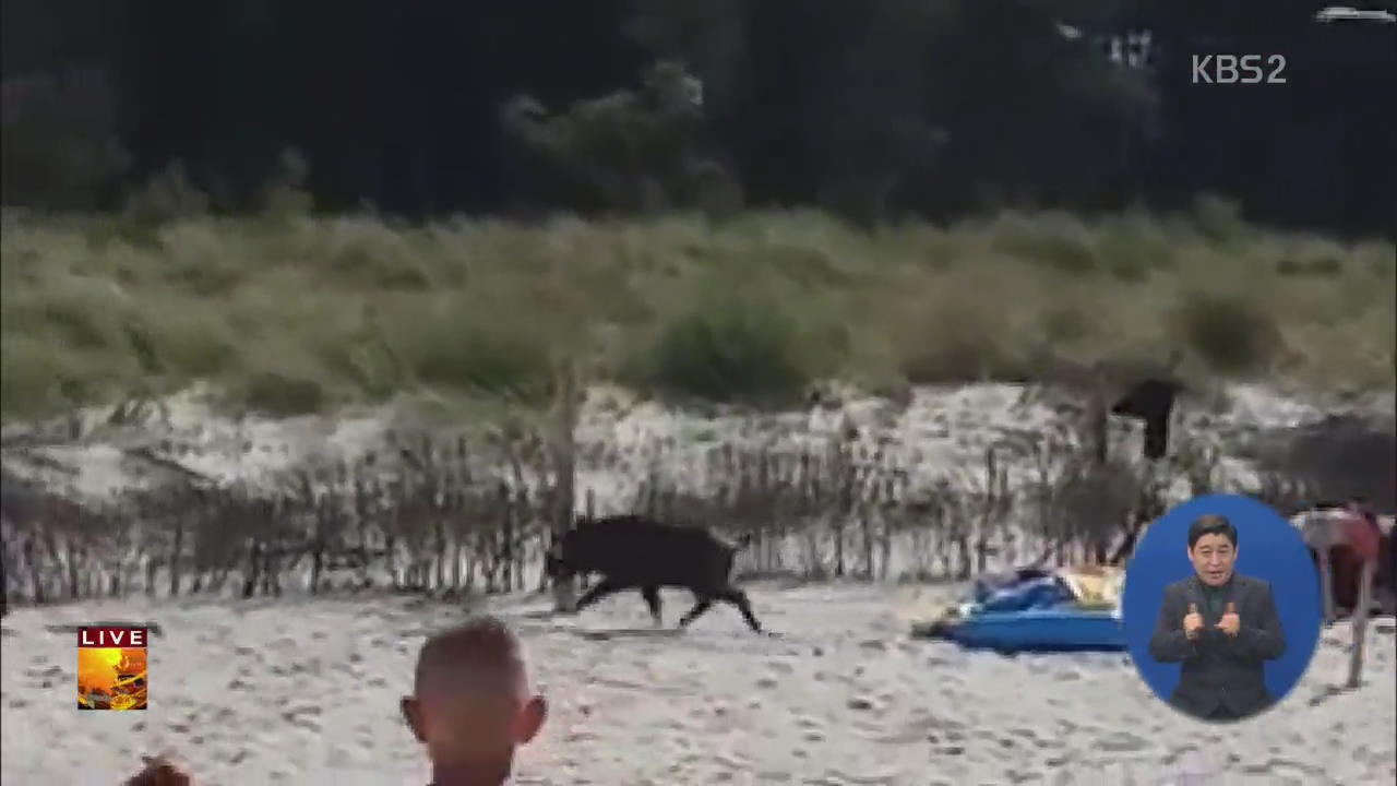 [글로벌24 브리핑] 해변에 출몰한 멧돼지…휴양객에 돌진