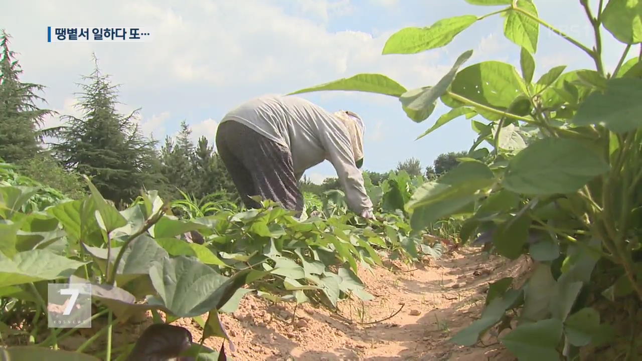 ‘땡볕서 일하다 또…’ 온열질환자 37% 급증