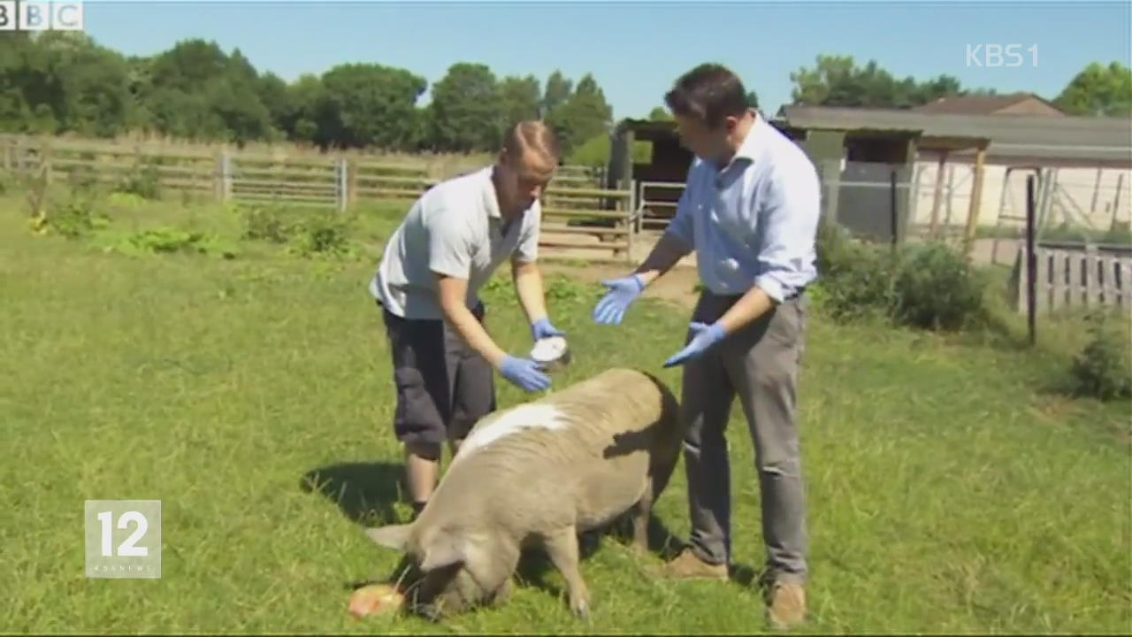영국, 돼지에게 선크림을…호강하는 동물들