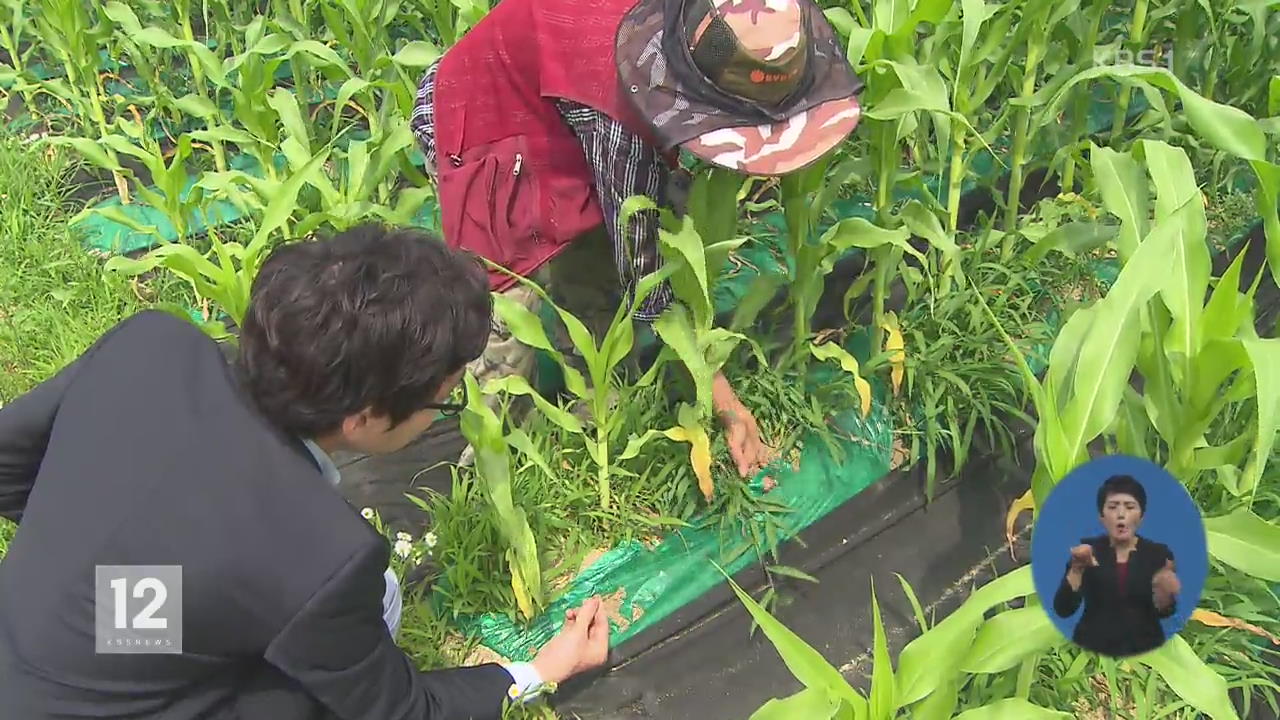 농업용 친환경 ‘생분해 비닐’ 불량 논란