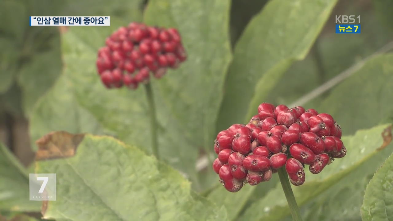 인삼 열매, 헛개보다 ‘간 질환 개선 큰 효과’