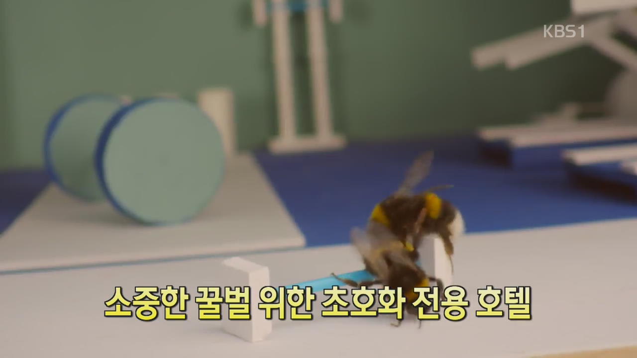 [디지털 광장] 소중한 꿀벌 위한 초호화 전용 호텔