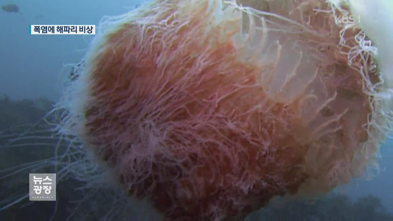 해수욕장 해파리 3배 급증…‘독성’ 얼마나?