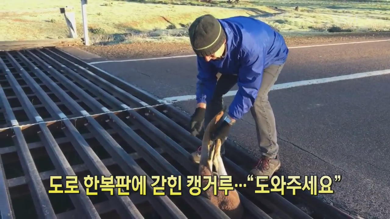 [디지털 광장] 도로 한복판에 갇힌 캥거루…“도와주세요”