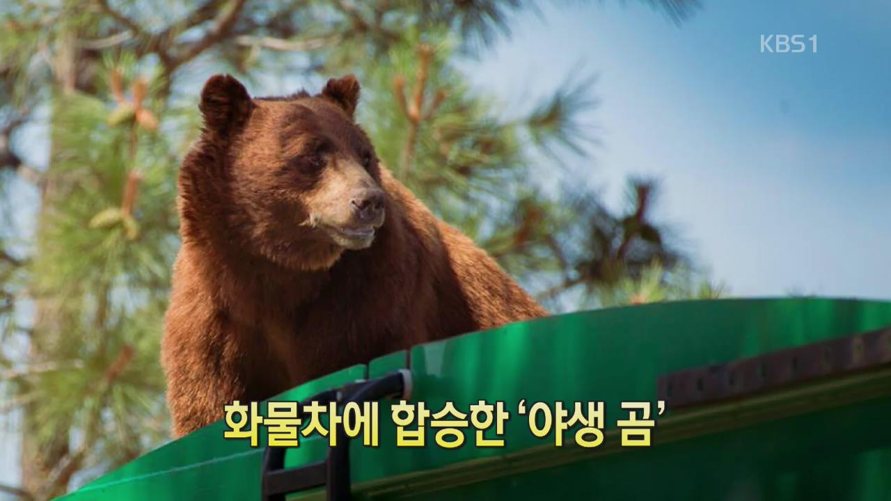 [디지털 광장] 화물차에 합승한 ‘야생 곰’