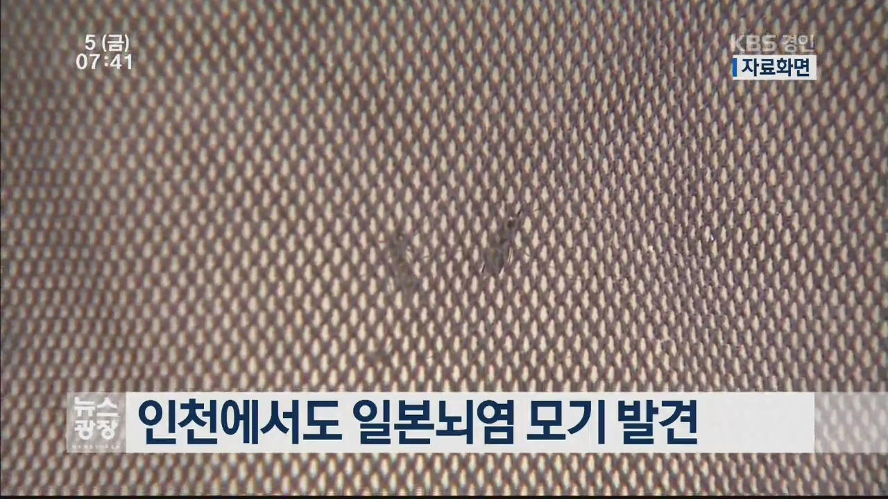 인천에서도 일본뇌염 모기 발견