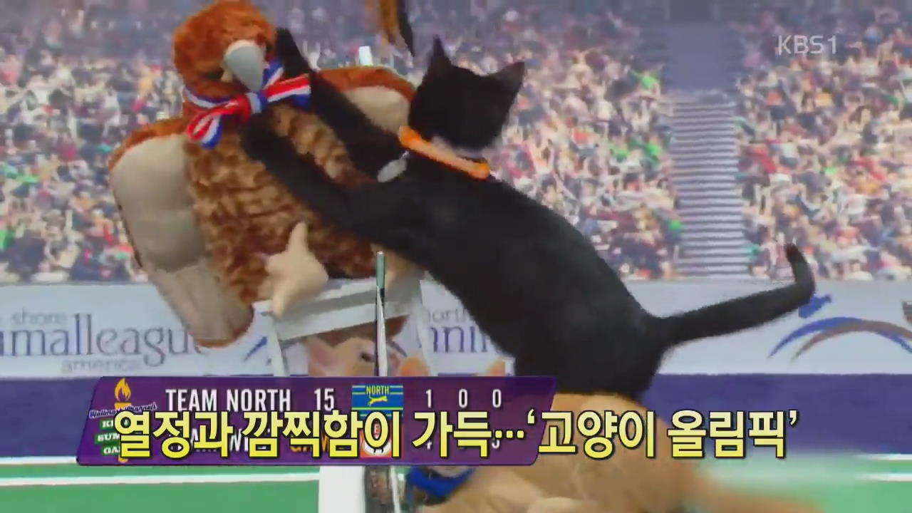 [디지털 광장] 열정과 깜찍함이 가득…‘고양이 올림픽’