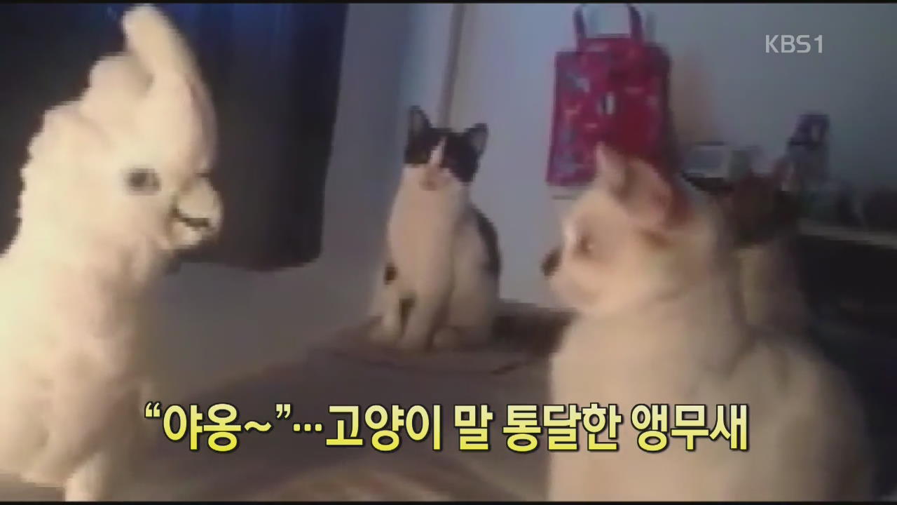 [디지털 광장] “야옹~”…고양이 말 통달한 앵무새