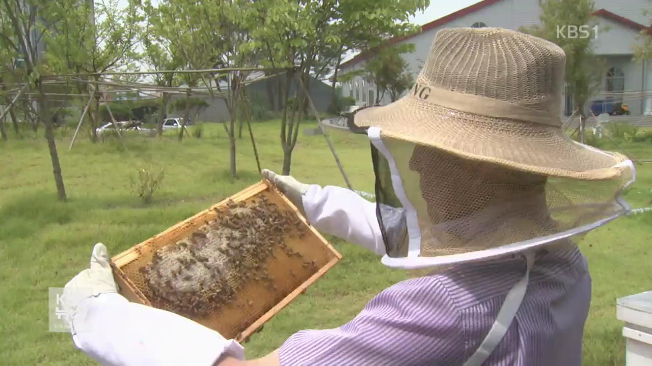 도심이 꿀벌 서식에 적합…‘도시 양봉’ 확산