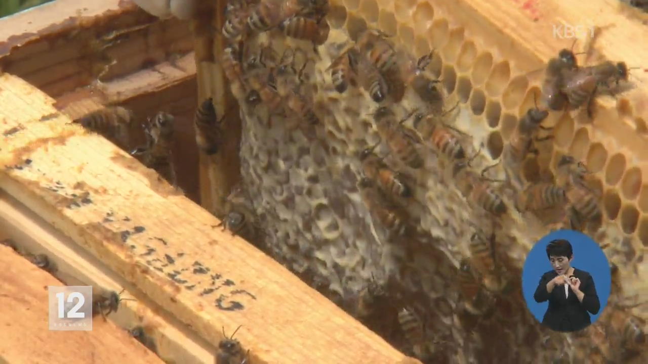 도심이 꿀벌 서식에 적합…‘도시 양봉’ 확산