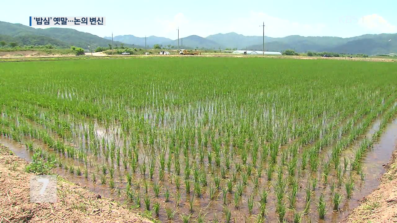 쌀 소비 30년 만에 절반…‘논의 변신’