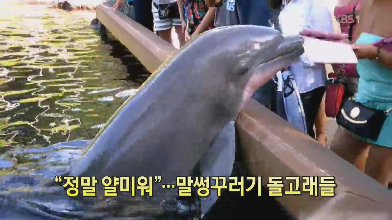 [디지털 광장] “정말 얄미워”…말썽꾸러기 돌고래들