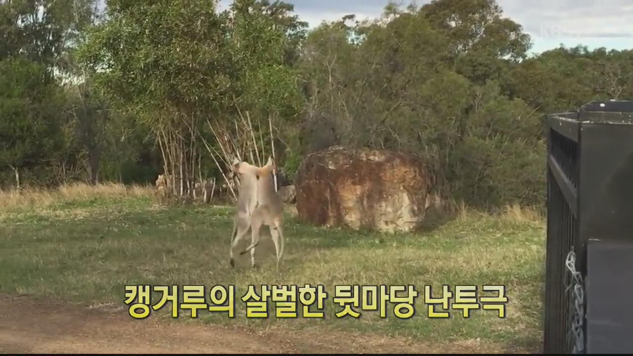 [디지털 광장] 캥거루의 살벌한 뒷마당 난투극