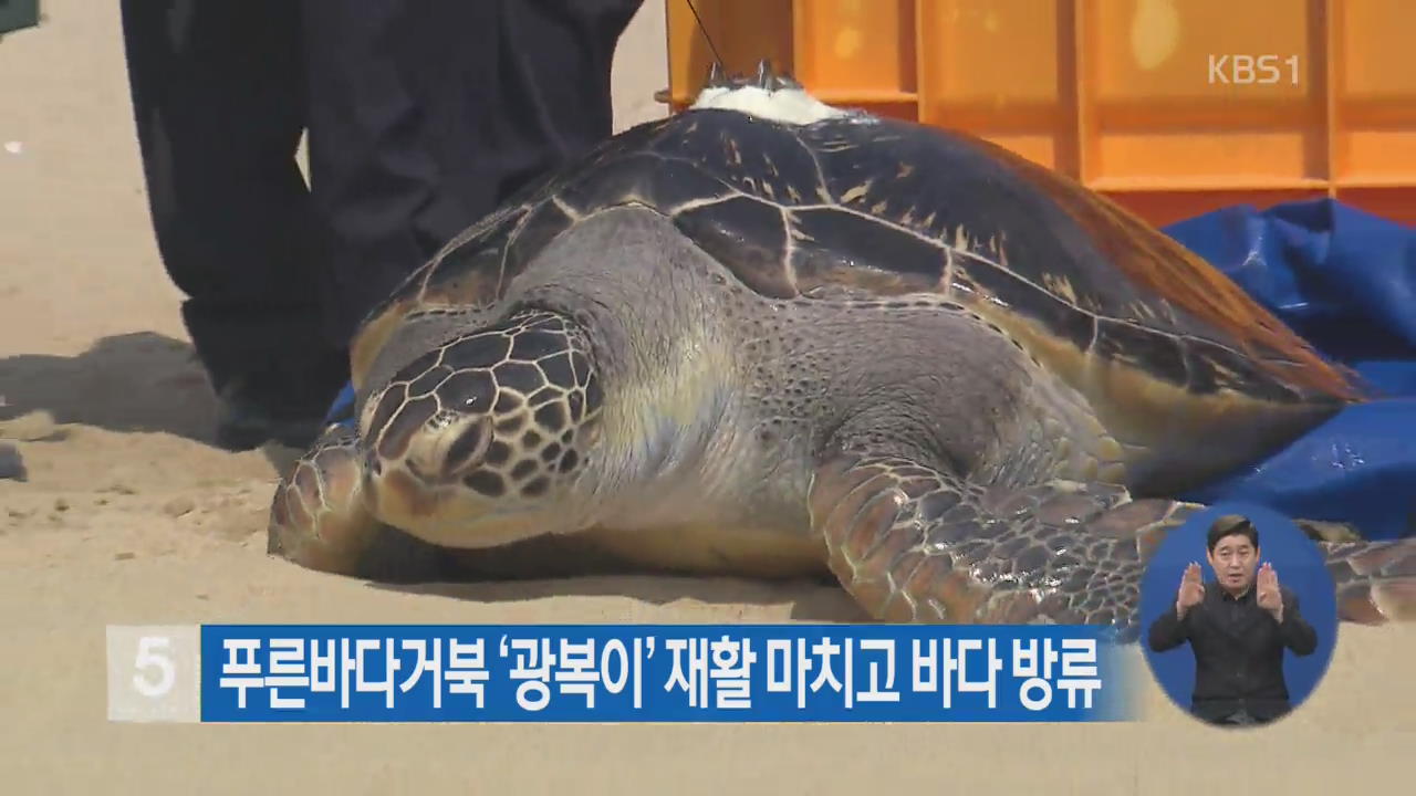 푸른바다거북 ‘광복이’ 재활 마치고 바다 방류