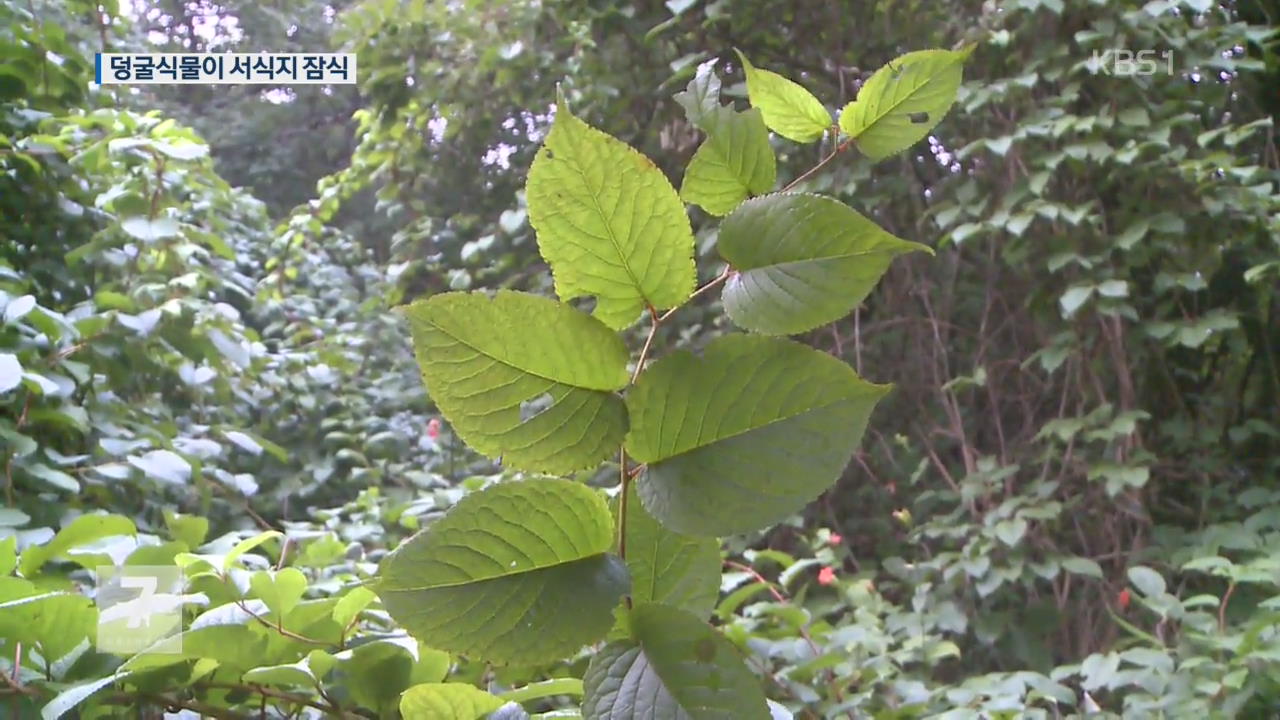 한국 고유종 구상나무…덩굴 식물에 고사 위기