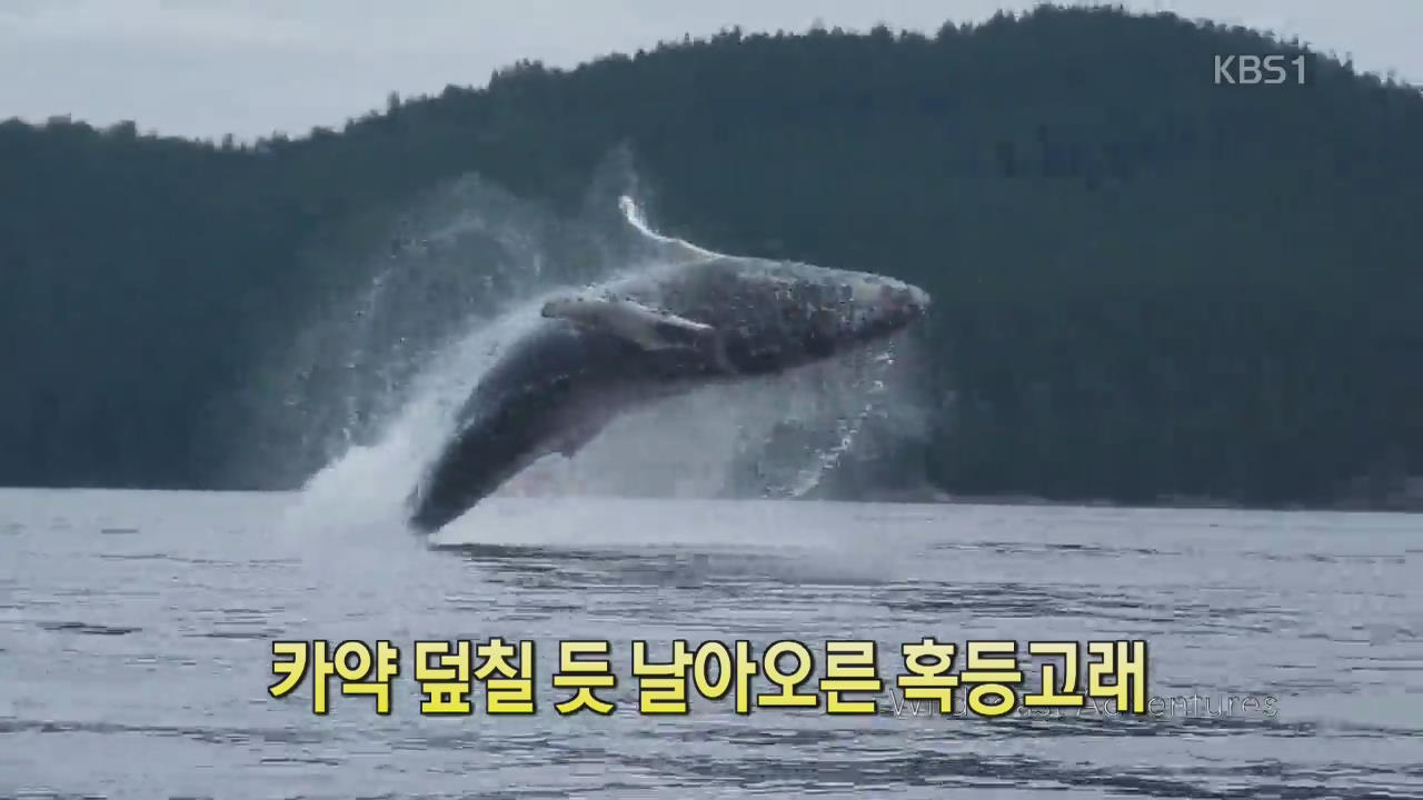 [디지털 광장] 카약 덮칠 듯 날아오른 혹등고래