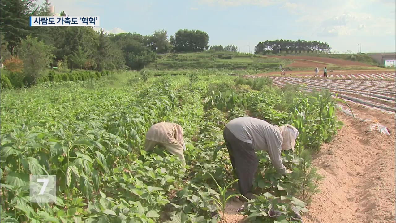 온열질환 ‘역대 최고’…가축·어류 폐사도 ↑