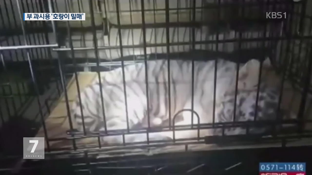 중국, 근절되지 않는 호랑이 불법 매매