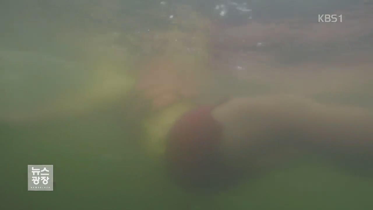 ‘녹조 비상’ 낙동강서 물놀이 권하는 지자체