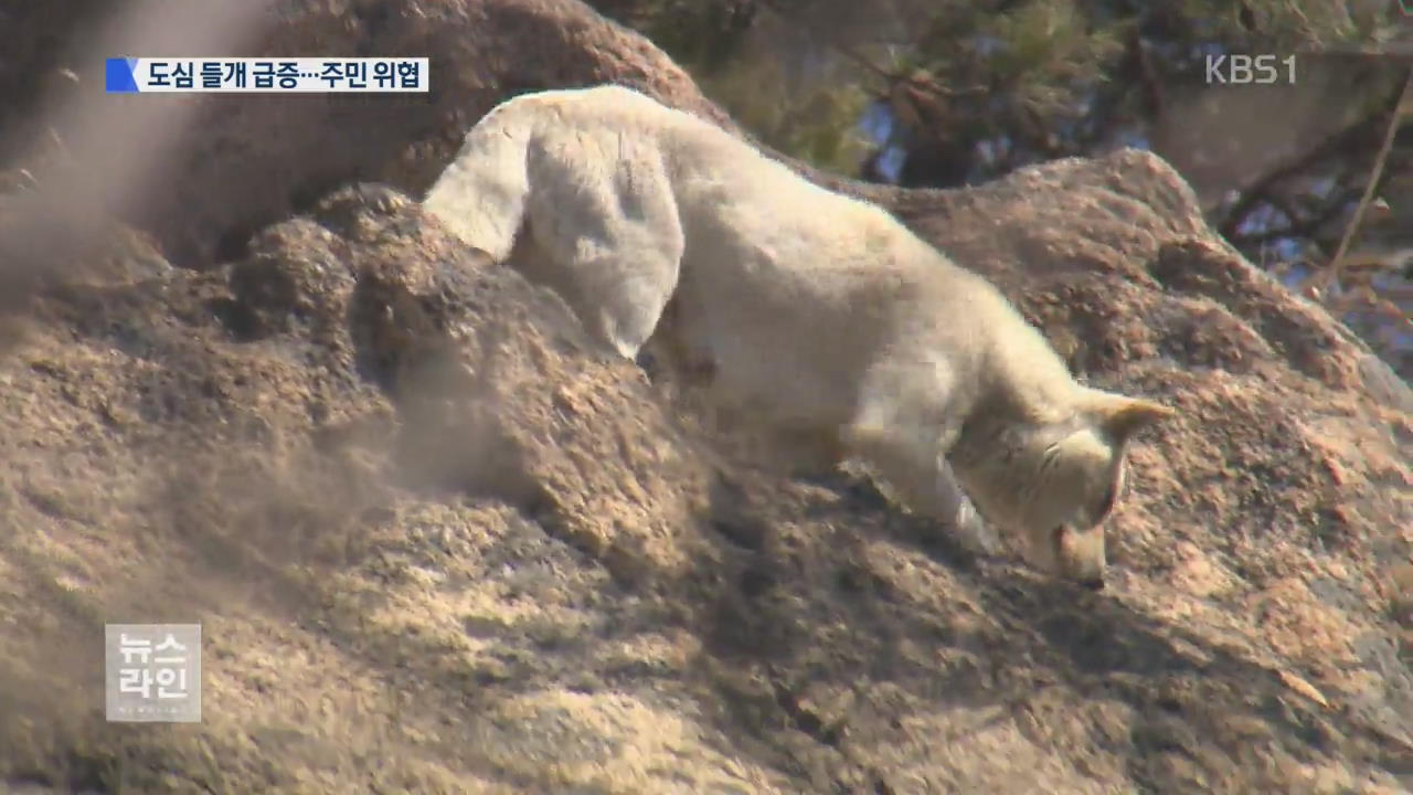 도심 야산에 들개 떼 급증…주민 안전 위협