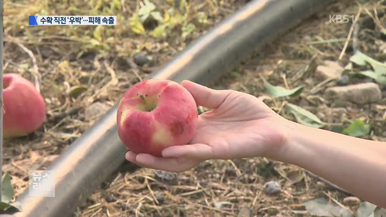 출하 앞두고 우박…농민 망연자실