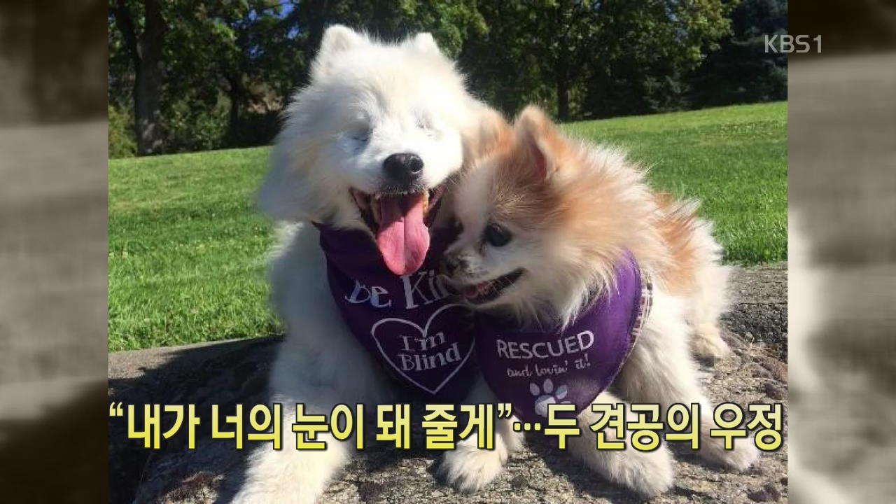 [디지털 광장] “내가 너의 눈이 돼줄게”…두 견공의 우정