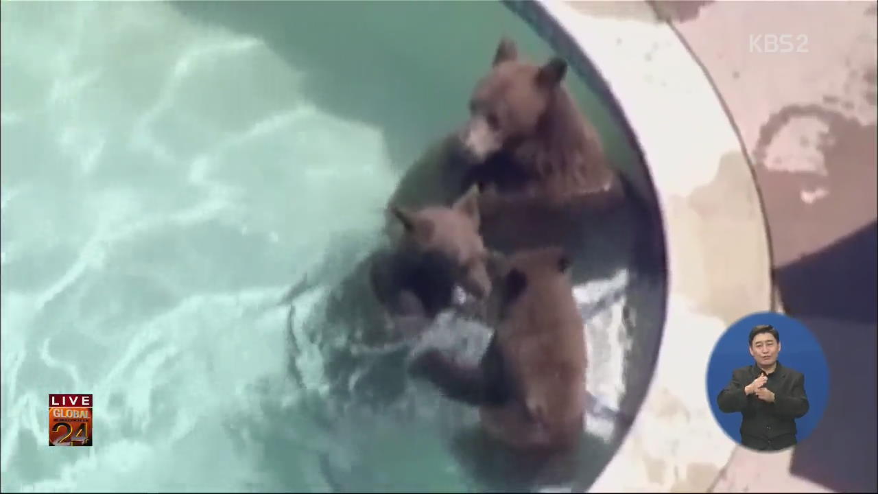 [글로벌24 브리핑] “여기 물 좋네” 가정집 찾은 곰 가족