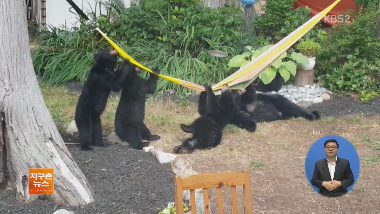 [지구촌 화제 영상] 곰 가족의 고군분투 ‘해먹’ 정복기