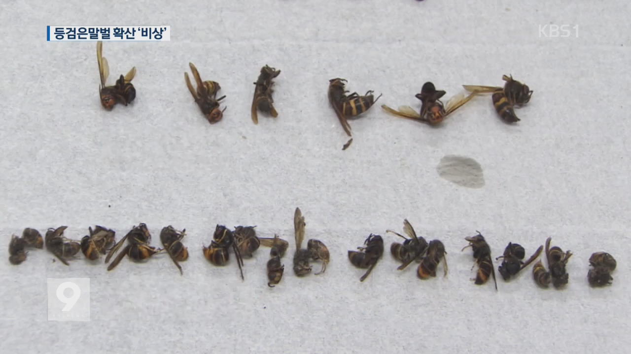 [앵커&리포트] 등검은말벌 습격…토종 꿀벌 떼죽음