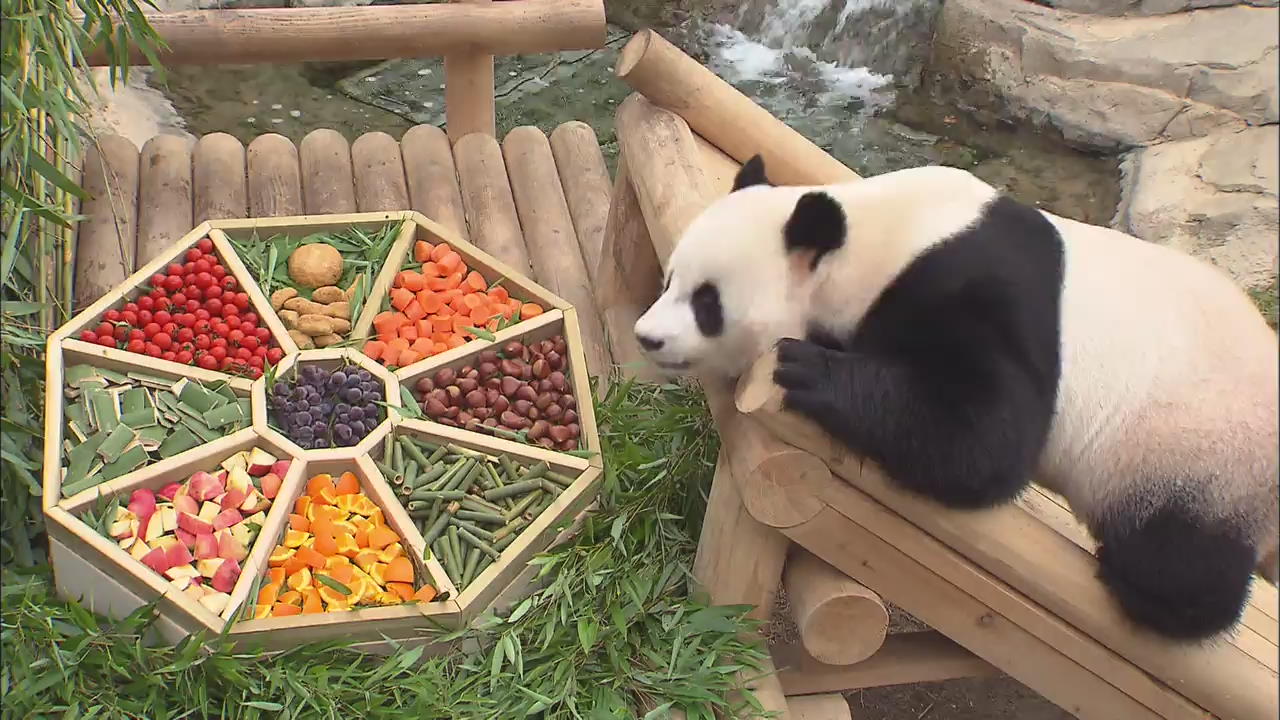 Chuseok Zoo Feast