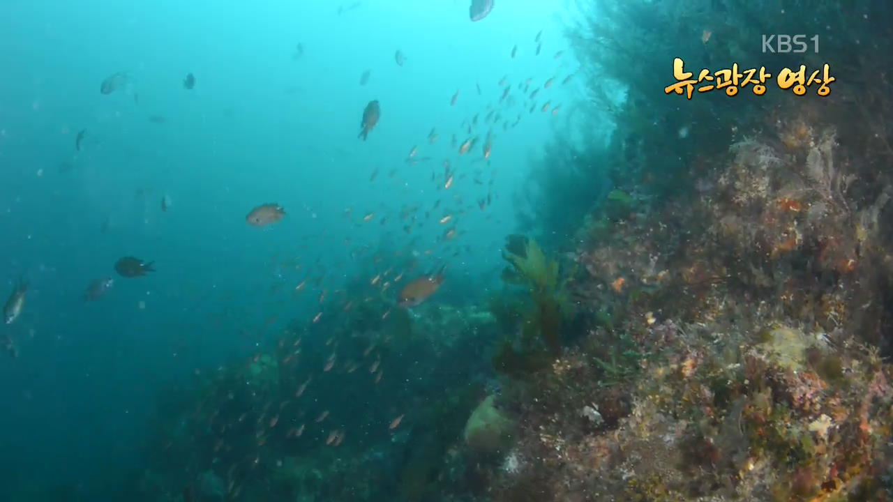 [뉴스광장 영상] 백도의 수중 생태계