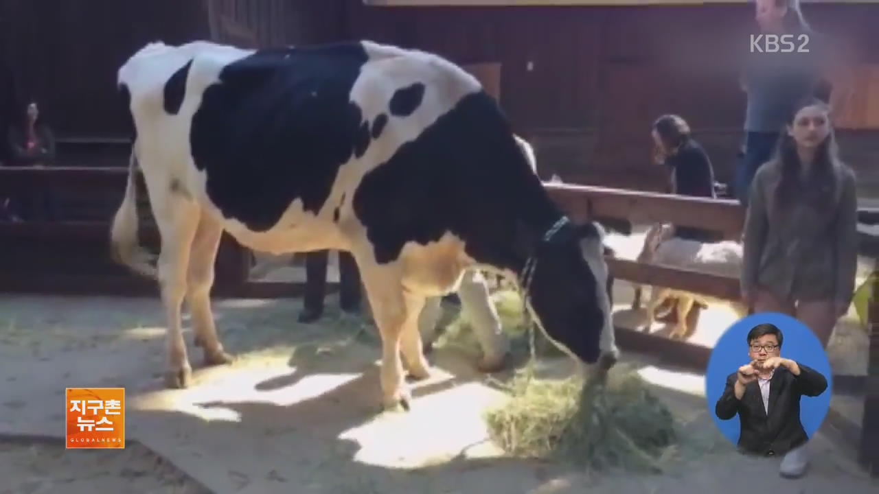 [지구촌 화제 영상] 세계에서 가장 큰 소? 몸무게 1톤·키 193cm