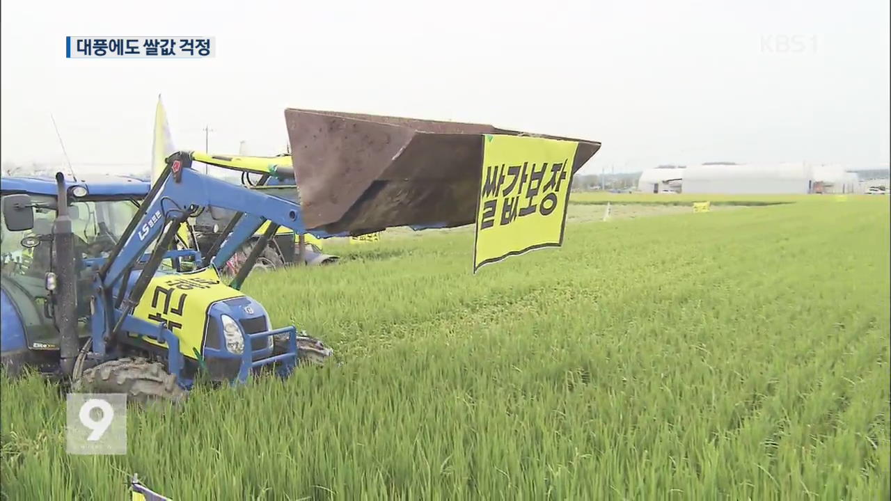 벼 농사 올해도 대풍인데…쌀값 하락 걱정