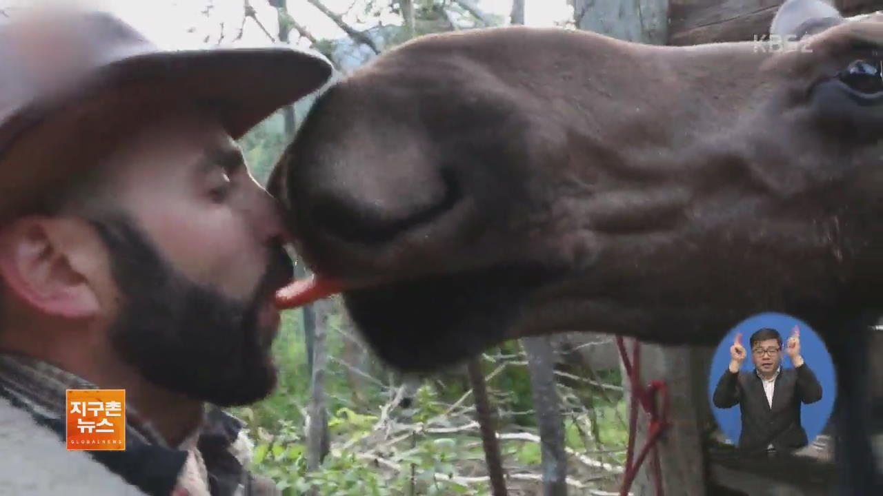 [지구촌 화제 영상] 사슴에게 당근 주려면 키스는 필수?