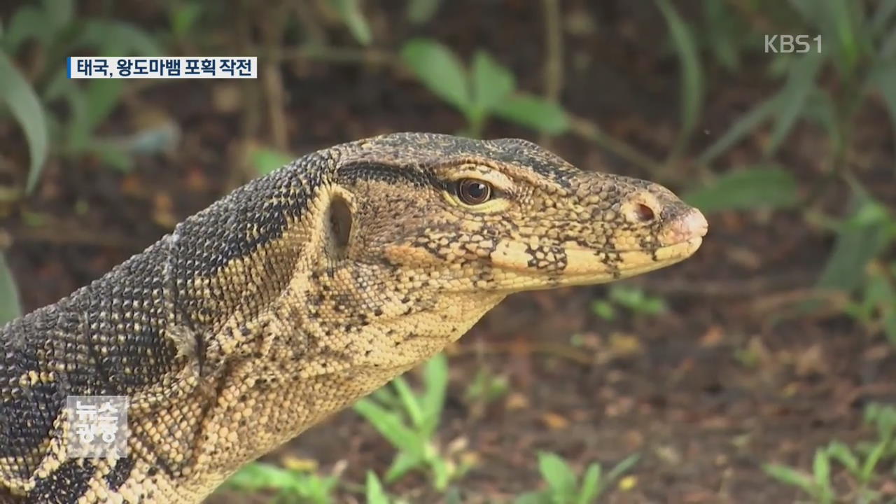[지금 세계는] 태국 도심 공원 ‘2m 왕도마뱀 포획 작전’