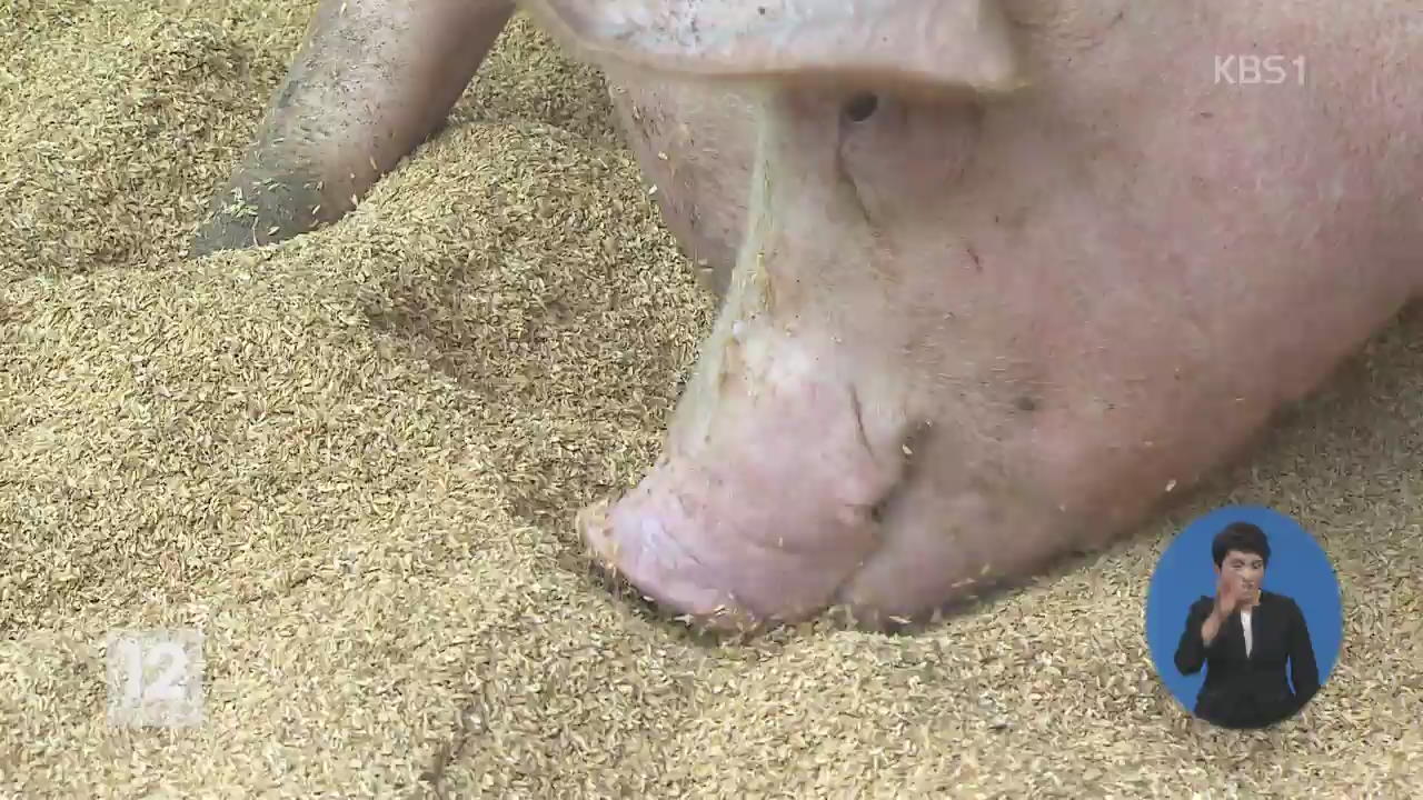 ‘행복한 닭과 돼지’…동물 복지 농장