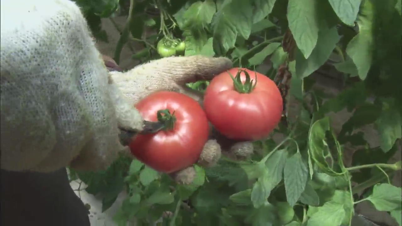 Healthy Tomatoes