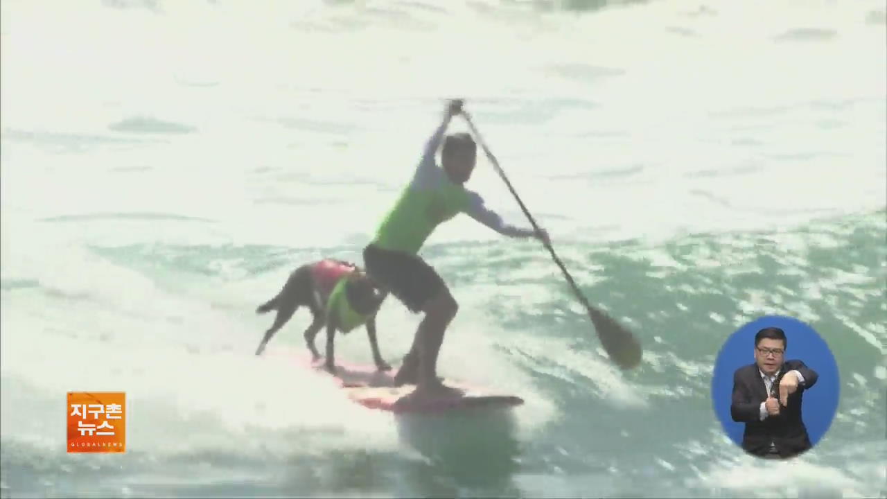 [지구촌 화제 영상] 美 캘리포니아, 견공과 함께하는 서핑 대회