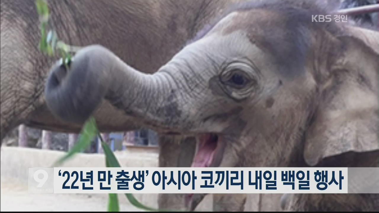 ‘22년 만 출생’ 아시아코끼리 내일 백일 행사