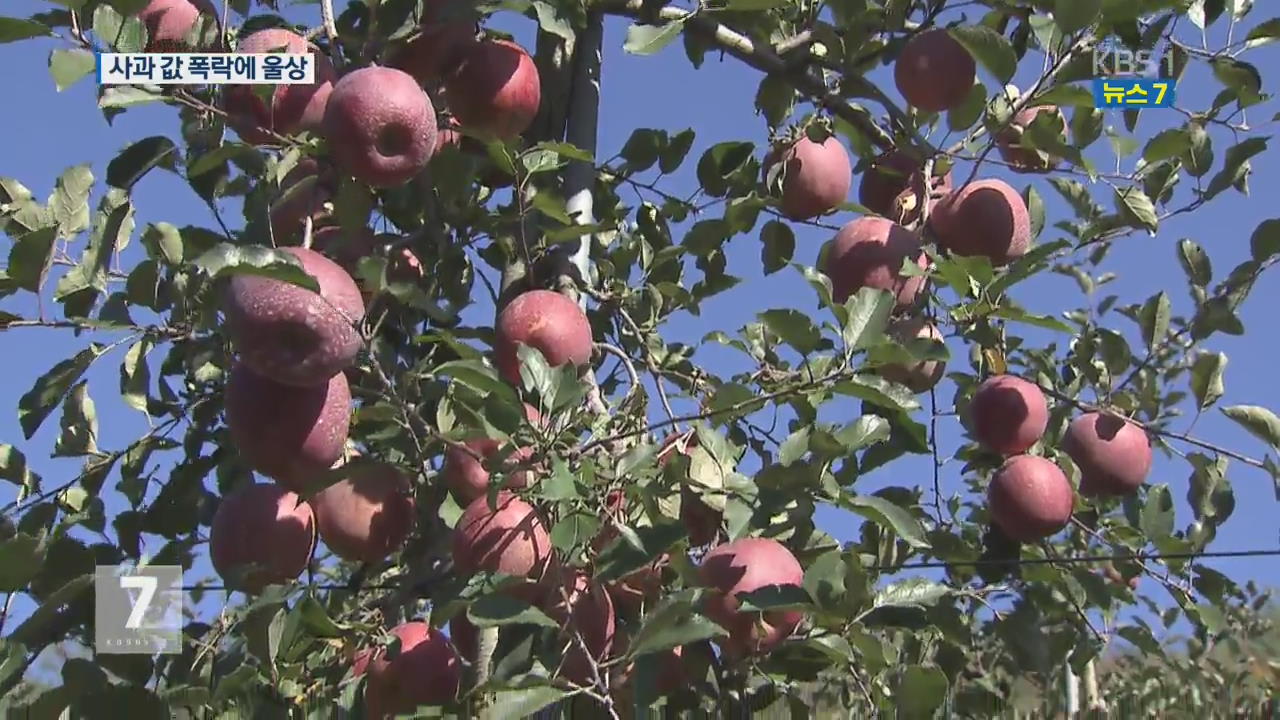 사과 대풍에 가격 ‘폭락’…농민 울상