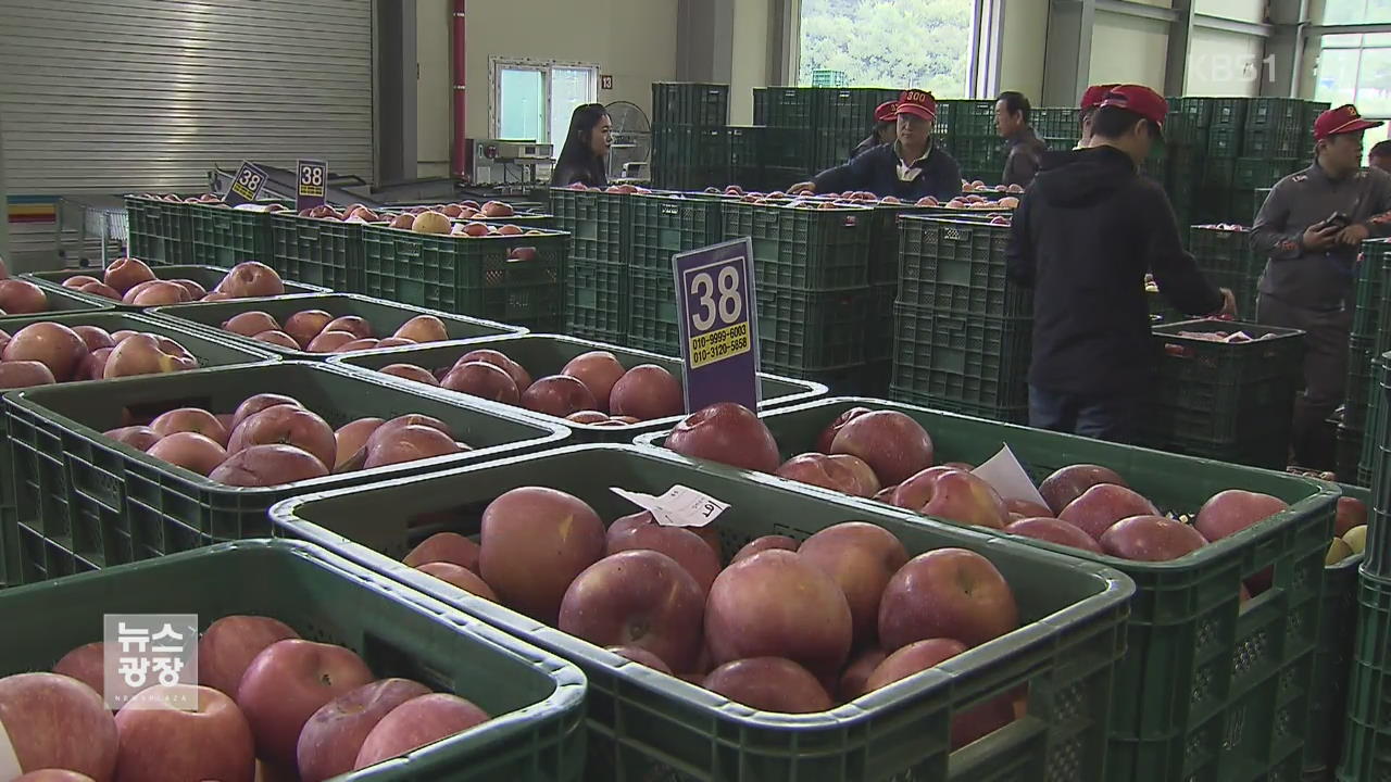 사과 대풍에 가격 폭락…농민 울상