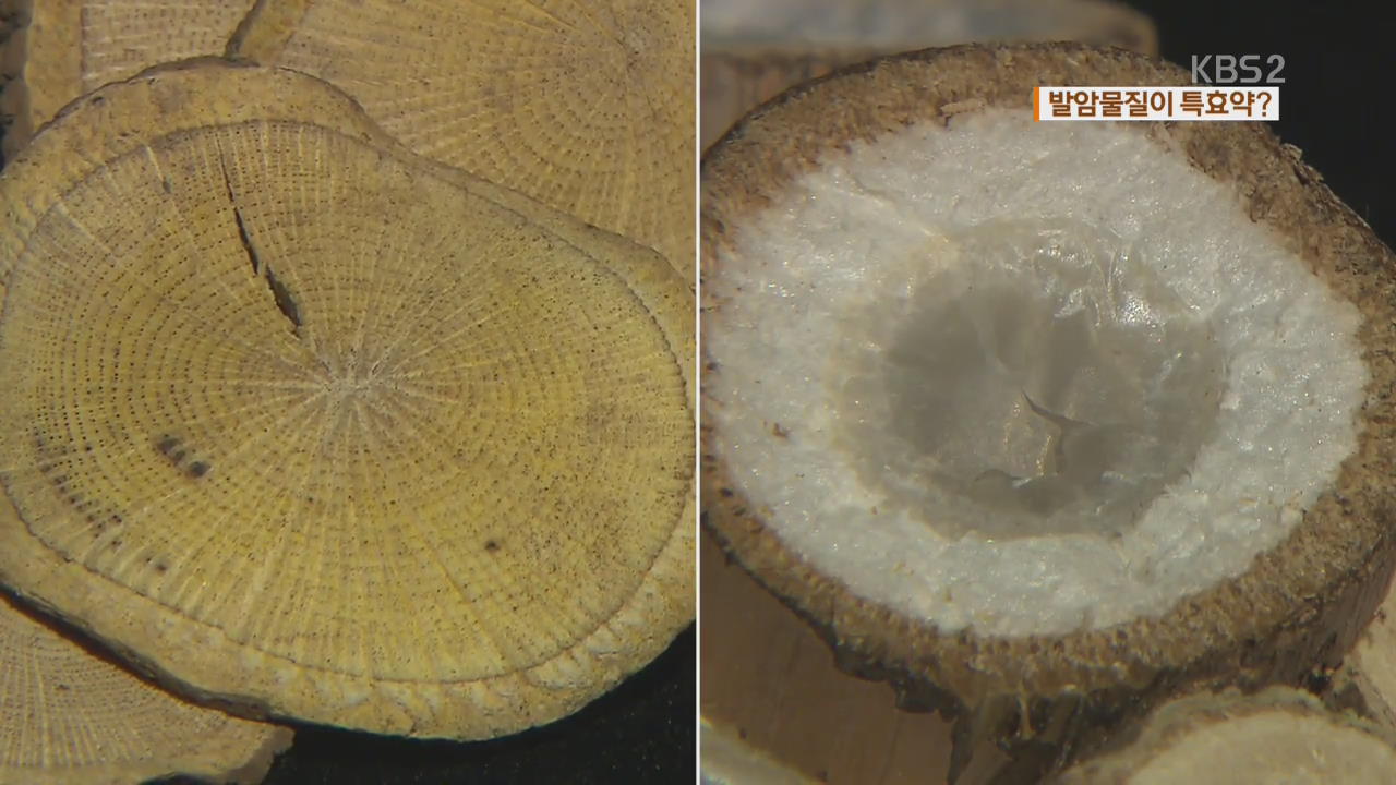 발암 한약재 ‘등칡’…수유 특효약으로 둔갑