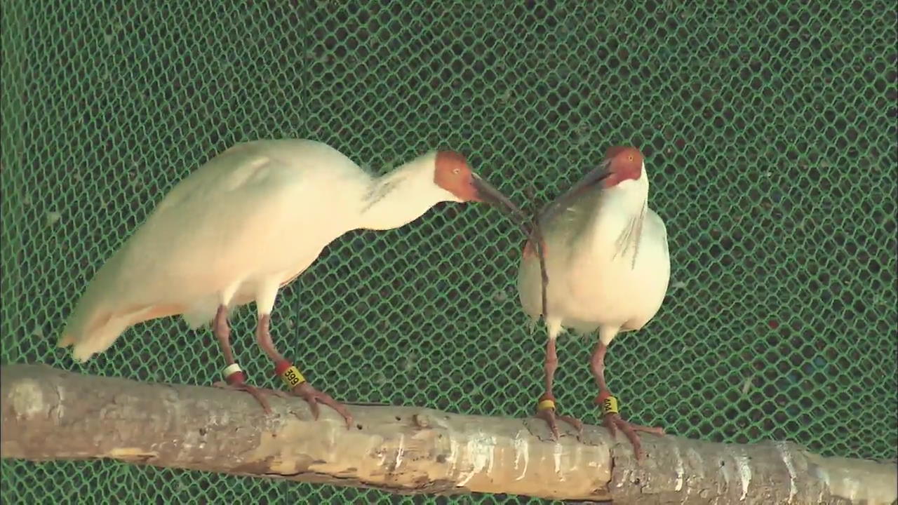 Crested Ibises