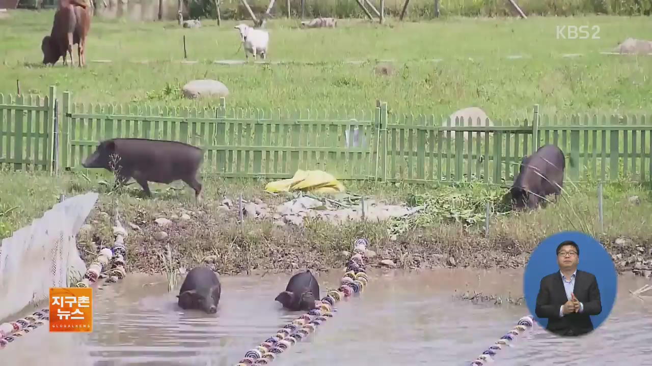 [지구촌 화제 영상] 중국 상하이, 수영하는 아기 돼지들