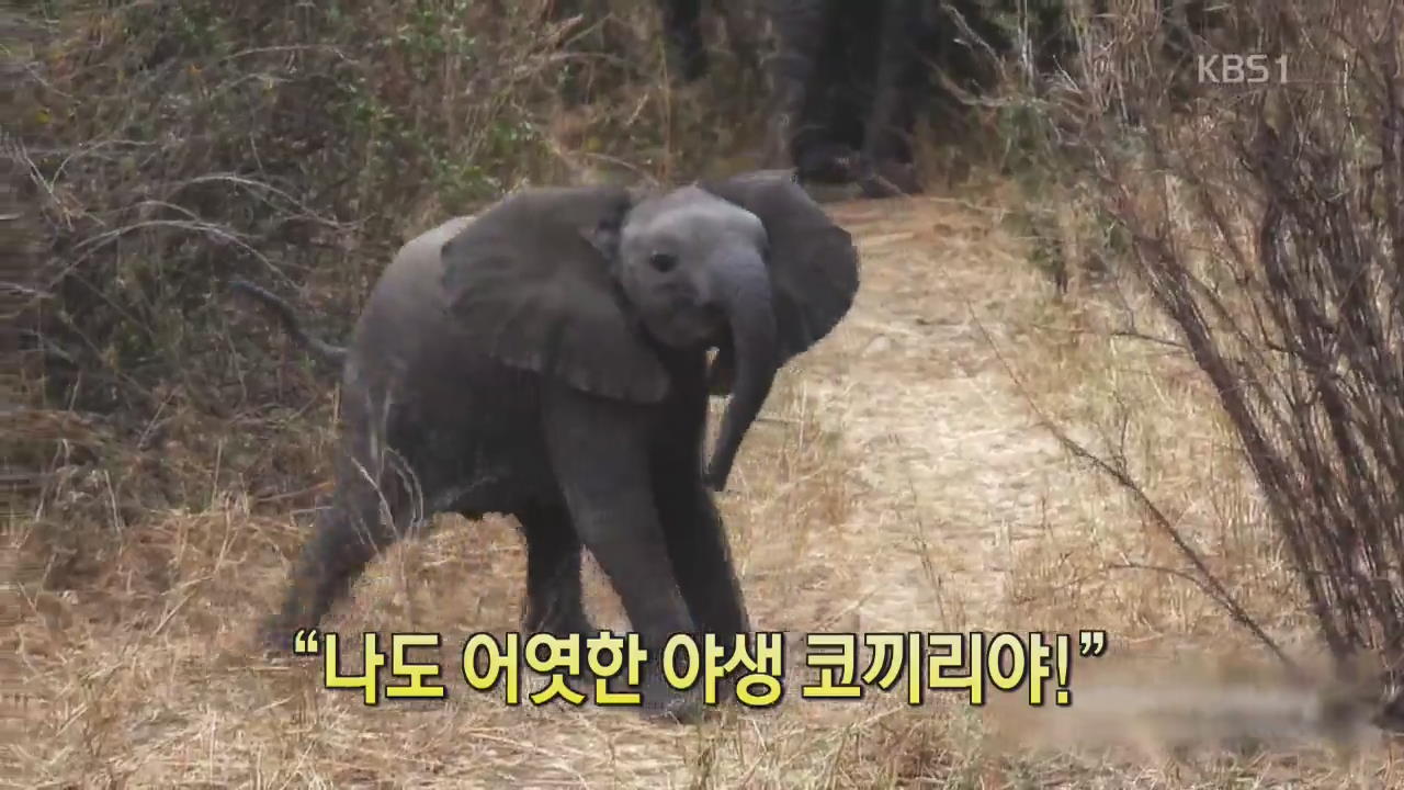 [디지털 광장] “나도 어엿한 야생 코끼리야!”