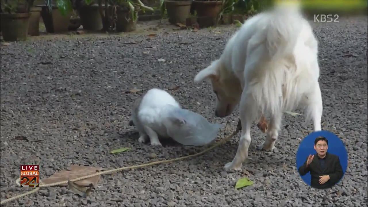 [글로벌24 브리핑] 고양이 ‘심쿵’하게 만든 구세주