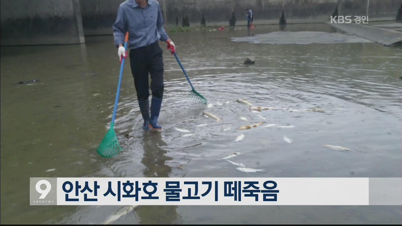 안산 시화호 물고기 떼죽음 