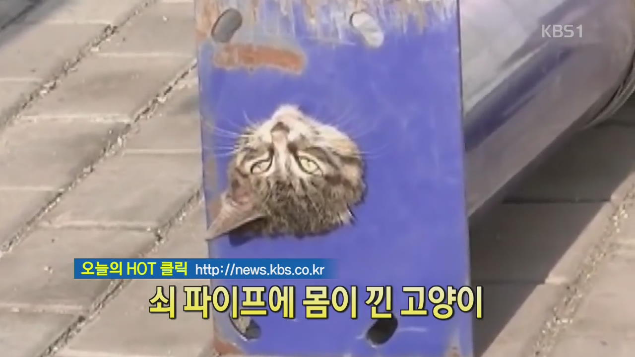 [디지털 광장] 쇠파이프에 몸이 낀 고양이 