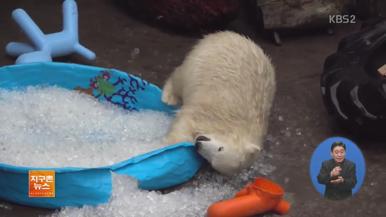 [지구촌 화제 영상] 얼음 수영장에 ‘풍덩’…북극곰의 피서